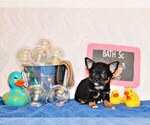 Puppy Vino Chihuahua