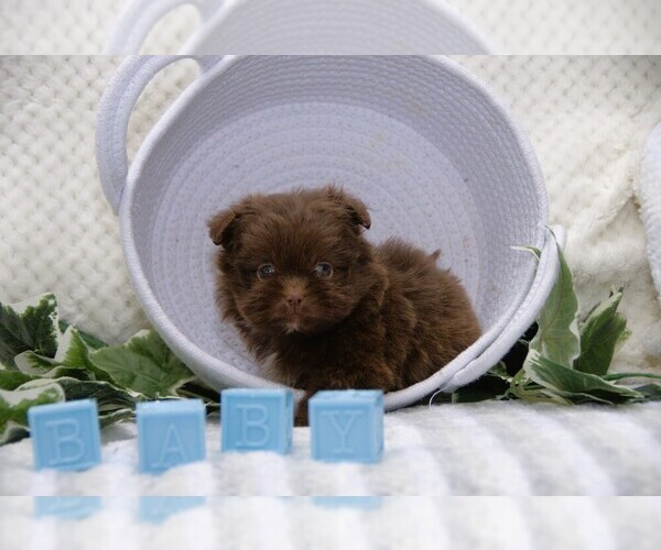 Medium Photo #11 Shiranian Puppy For Sale in CLARE, MI, USA