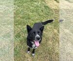 Small #5 Border Collie