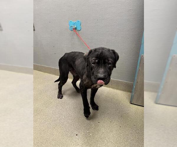 Medium Photo #1 Mastiff-Unknown Mix Puppy For Sale in Las Vegas, NV, USA