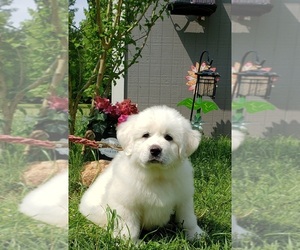 Great Pyrenees Puppy for sale in EATONTON, GA, USA