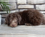 Small #4 Miniature Labradoodle