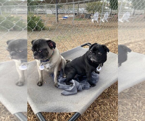 Medium Photo #8 Pug Puppy For Sale in  Ramona, CA, USA