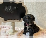 Small Photo #2 Bernedoodle Puppy For Sale in HARROGATE, TN, USA