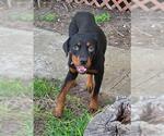 Small Rottweiler Mix