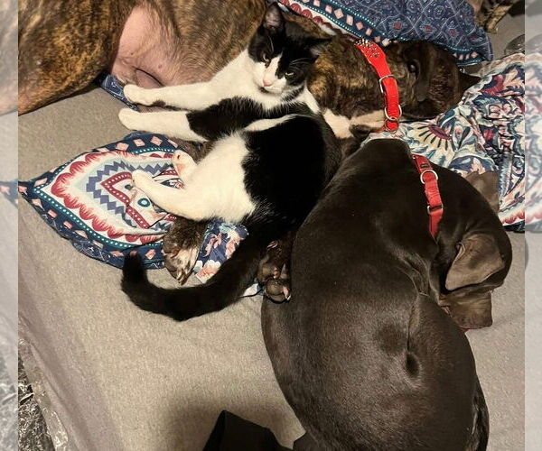 Medium Photo #5 American Pit Bull Terrier-Unknown Mix Puppy For Sale in Oakhurst, NJ, USA