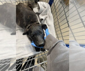 Mutt Dogs for adoption in Tallahassee, FL, USA