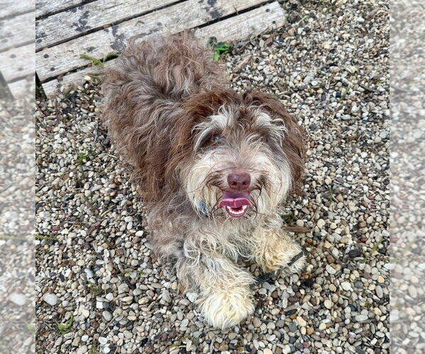 Medium Photo #2 Havanese Puppy For Sale in Canton, CT, USA