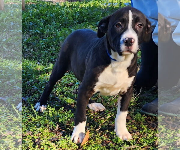Medium Photo #1 American Pit Bull Terrier-Unknown Mix Puppy For Sale in Wetumpka, AL, USA