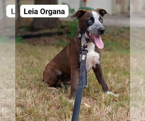 Siberian Husky-Staffordshire Bull Terrier Mix Dogs for adoption in Bandera, TX, USA