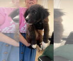 Slick - Male Mutt Dog for Adoption - Small photo