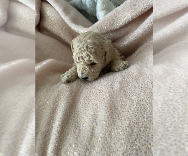 Medium Photo #6 Poodle (Miniature) Puppy For Sale in SILVER SPRING, MD, USA