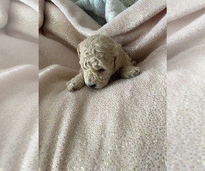 Medium Poodle (Miniature)