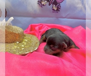 Morkie Puppy for sale in CASSVILLE, MO, USA
