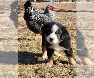 Australian Shepherd Puppy for sale in ERICK, OK, USA
