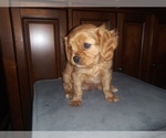 Small Photo #4 Cavalier King Charles Spaniel Puppy For Sale in HOWLAND, OH, USA