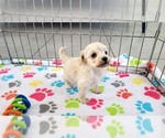 Small #7 Maltese-Poodle (Toy) Mix