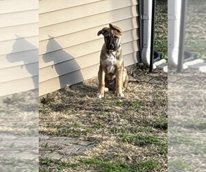 Mutt Dogs for adoption in Evansville, IN, USA