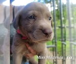 Puppy Miss Magenta Labrador Retriever