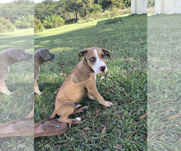 Medium Photo #4 Great Dane-Unknown Mix Puppy For Sale in Ball Ground, GA, USA