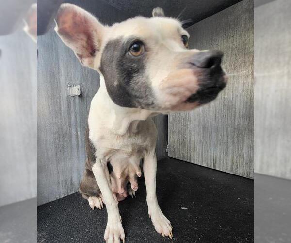 Medium Photo #1 American Staffordshire Terrier Puppy For Sale in San Antonio, TX, USA