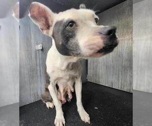 American Staffordshire Terrier Dogs for adoption in San Antonio, TX, USA