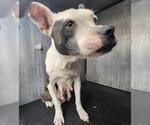 Small American Staffordshire Terrier