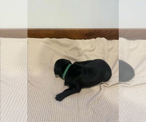 Medium Labrador Retriever