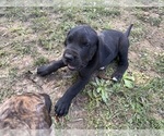Small #4 Great Dane
