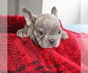French Bulldog Puppy for sale in LANCASTER, PA, USA