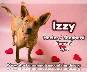 Mutt Dogs for adoption in Anchorage, AK, USA