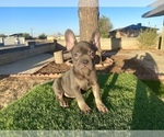 Small #2 French Bulldog