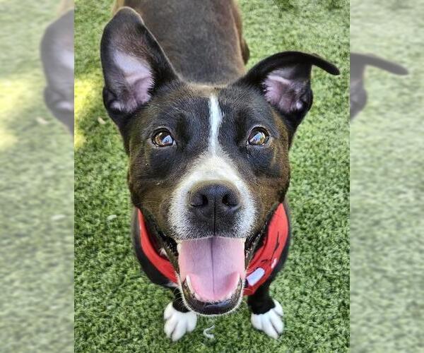 Medium Photo #1 American Pit Bull Terrier-Unknown Mix Puppy For Sale in Newton, NC, USA