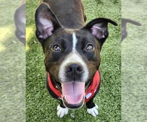 American Pit Bull Terrier-Unknown Mix Dogs for adoption in Newton, NC, USA