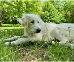Small #8 Great Pyrenees Mix