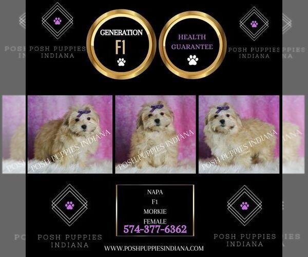 Medium Photo #22 Morkie Puppy For Sale in WARSAW, IN, USA