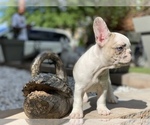 Small Photo #11 French Bulldog Puppy For Sale in WEST ORANGE, NJ, USA