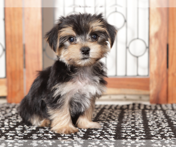 Medium Photo #4 Morkie Puppy For Sale in NAPLES, FL, USA