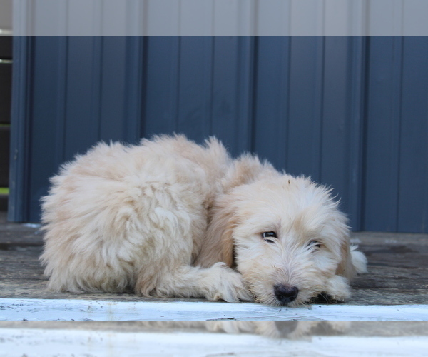 Medium Photo #2 Goldendoodle Puppy For Sale in BLOOMINGTON, IN, USA