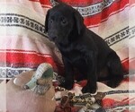 Small Photo #119 Labrador Retriever Puppy For Sale in MERIDEN, KS, USA