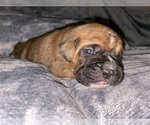 Small Photo #5 Boxer Puppy For Sale in WEST COLUMBIA, SC, USA