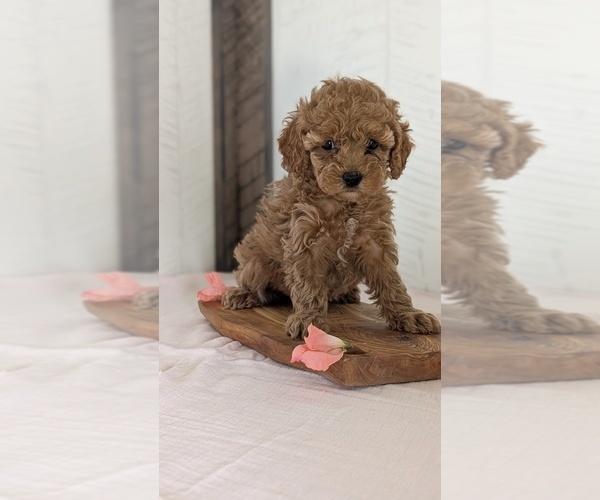 Medium Photo #8 Cavapoo (Miniature) Puppy For Sale in GOSHEN, IN, USA
