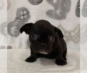 French Bulldog Puppy for sale in JOHNS ISLAND, SC, USA