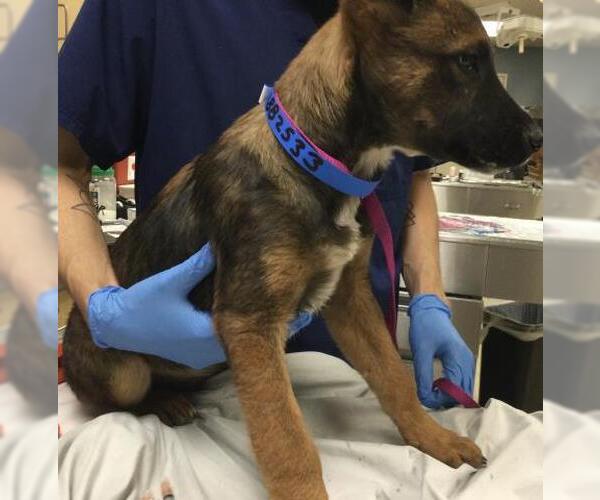 Medium Photo #1 German Shepherd Dog Puppy For Sale in Riverside, CA, USA