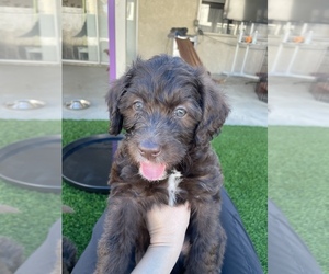 Labradoodle Dog for Adoption in LA QUINTA, California USA