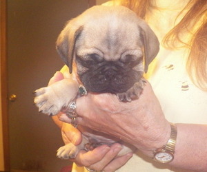 Pug Puppy for sale in CRAWFORD, WV, USA