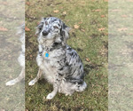 Small Photo #1 Aussiedoodle Puppy For Sale in COMMERCE, MI, USA