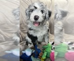 Small Photo #2 Bernedoodle-Sheepadoodle Mix Puppy For Sale in WOODSIDE, NY, USA