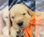 Small #7 Golden Retriever