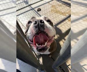 Free-Lance Bulldog Dog for Adoption in Oakdale, California USA